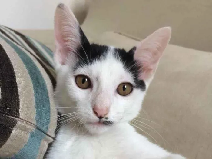 Gato ra a SRD-ViraLata idade 2 a 6 meses nome Barry