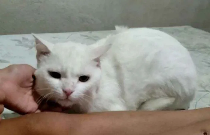 Gato ra a Srd idade 1 ano nome Bianco