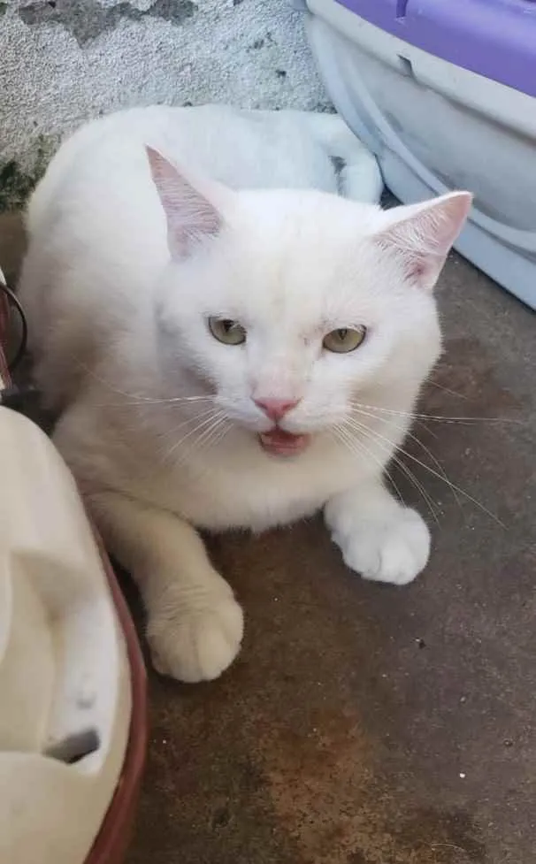 Gato ra a Srd idade 1 ano nome Bianco