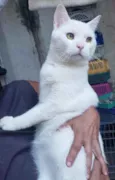 Bianco