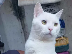Gato raça Srd idade 1 ano nome Bianco