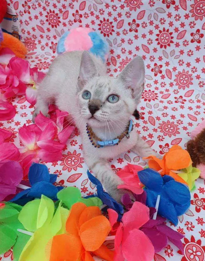 Gato ra a SRD idade 2 a 6 meses nome BARBIE
