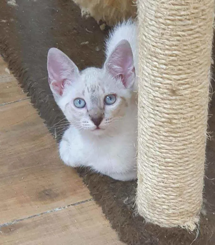 Gato ra a SRD idade 2 a 6 meses nome BARBIE