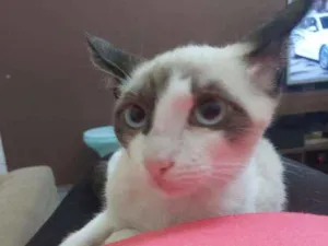 Gato raça Srd idade 2 a 6 meses nome Adonai