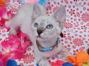 Gato raça SRD idade 2 a 6 meses nome BARBIE