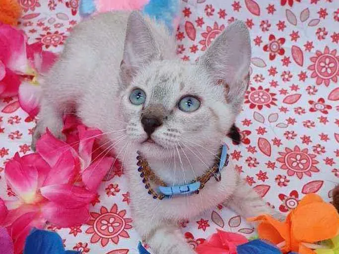Gato ra a SRD idade 2 a 6 meses nome BARBIE