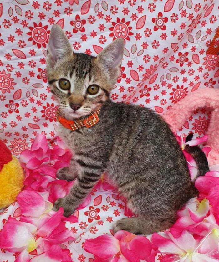 Gato ra a SRD idade 2 a 6 meses nome VIDA