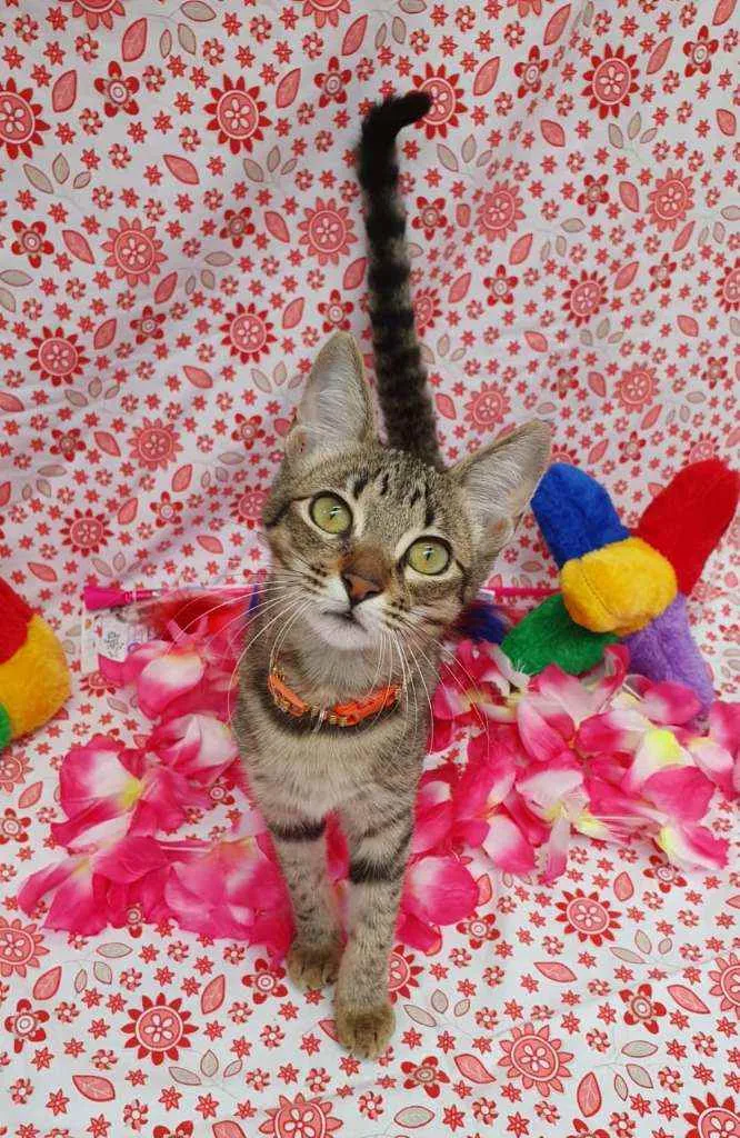 Gato ra a SRD idade 2 a 6 meses nome KIRA