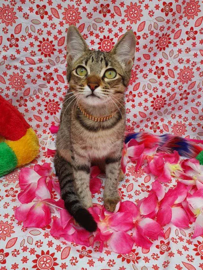 Gato ra a SRD idade 2 a 6 meses nome KIRA