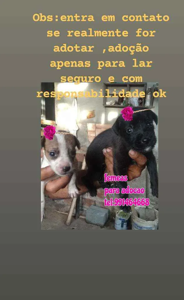 Cachorro raça Srd idade Abaixo de 2 meses nome Filhotes