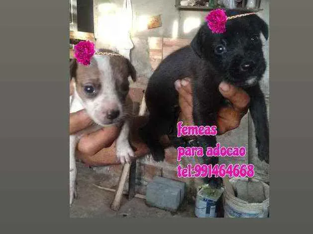 Cachorro raça Srd idade Abaixo de 2 meses nome Filhotes