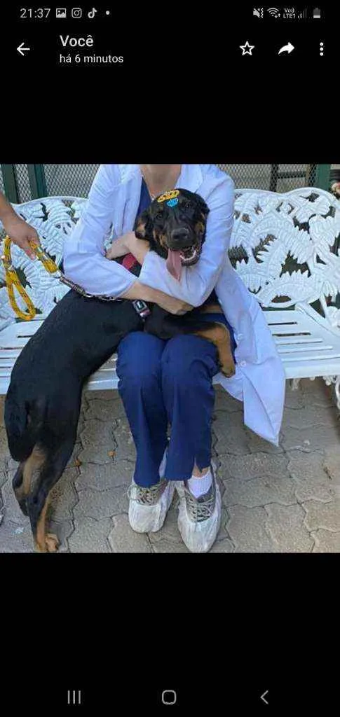 Cachorro ra a SRD idade 7 a 11 meses nome MARIE