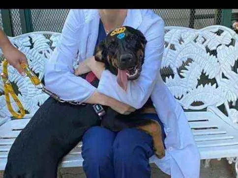 Cachorro ra a SRD idade 7 a 11 meses nome MARIE