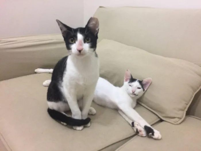Gato ra a SRD-ViraLata idade 7 a 11 meses nome Horácio