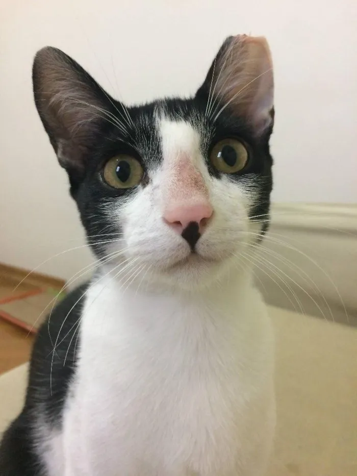 Gato ra a SRD-ViraLata idade 7 a 11 meses nome Horácio