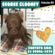 George Clooney 