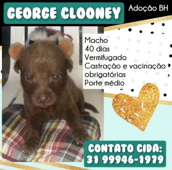 Cachorro raça Srd idade Abaixo de 2 meses nome George Clooney 