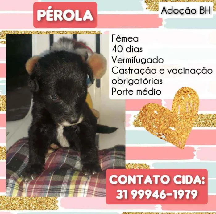 Cachorro raça Srd idade Abaixo de 2 meses nome Pérola 