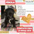 Pérola