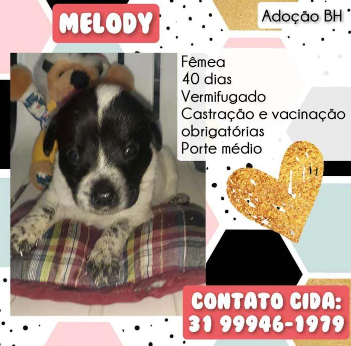Cachorro raça Srd idade Abaixo de 2 meses nome Melody