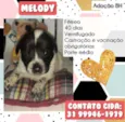 Melody