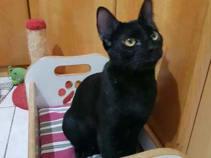 Gato ra a SRD idade 2 a 6 meses nome Zulú