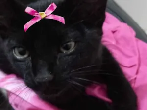 Gato raça SRD idade 2 a 6 meses nome Maju 