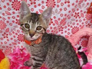 Gato raça SRD idade 2 a 6 meses nome VIDA