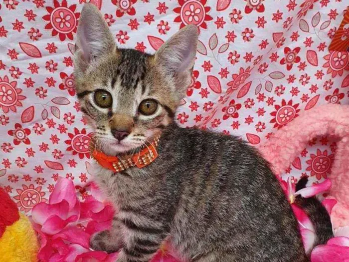 Gato ra a SRD idade 2 a 6 meses nome VIDA