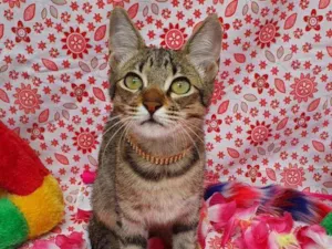 Gato raça SRD idade 2 a 6 meses nome KIRA