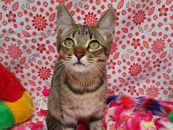 Gato ra a SRD idade 2 a 6 meses nome KIRA