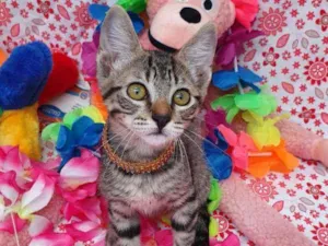 Gato raça SRD idade 2 a 6 meses nome BRISA