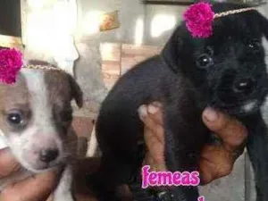 Cachorro raça Srd idade Abaixo de 2 meses nome Filhotes