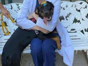 Cachorro raça SRD idade 7 a 11 meses nome MARIE