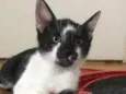 Gordon