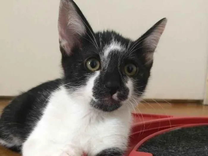 Gato ra a SRD-ViraLata idade 2 a 6 meses nome Gordon