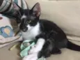 Gordon