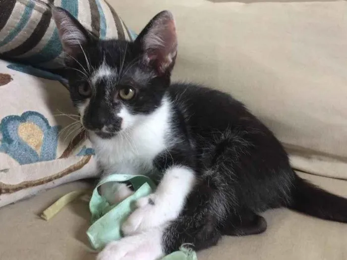 Gato ra a SRD-ViraLata idade 2 a 6 meses nome Gordon