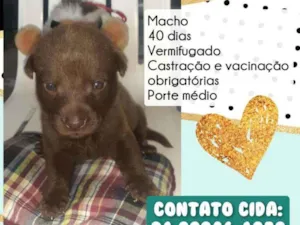 Cachorro raça Srd idade Abaixo de 2 meses nome George Clooney 