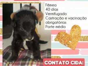 Cachorro raça Srd idade Abaixo de 2 meses nome Pérola 