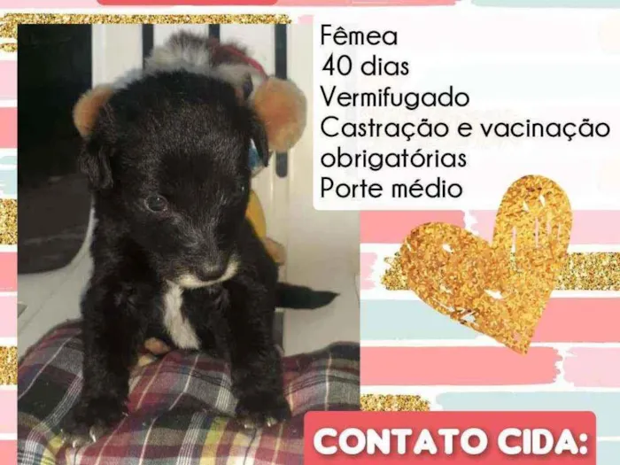 Cachorro raça Srd idade Abaixo de 2 meses nome Pérola 
