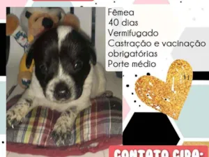 Cachorro raça Srd idade Abaixo de 2 meses nome Melody