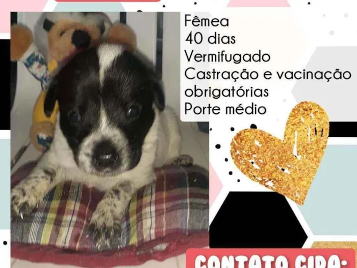 Cachorro raça Srd idade Abaixo de 2 meses nome Melody