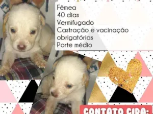Cachorro raça Srd idade Abaixo de 2 meses nome Milka