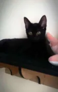 Mia