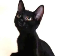 Gato raça Srd idade 2 a 6 meses nome Mia