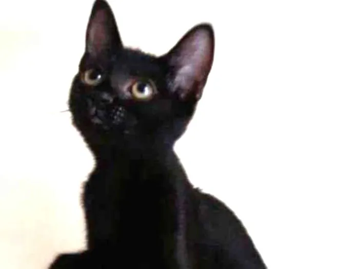 Gato ra a Srd idade 2 a 6 meses nome Mia