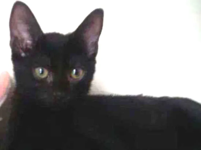 Gato ra a Srd idade 2 a 6 meses nome Mia