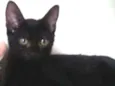 Mia
