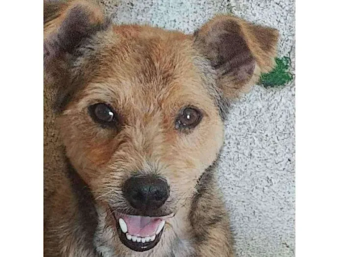 Cachorro ra a SRD-ViraLata idade 3 anos nome Raul